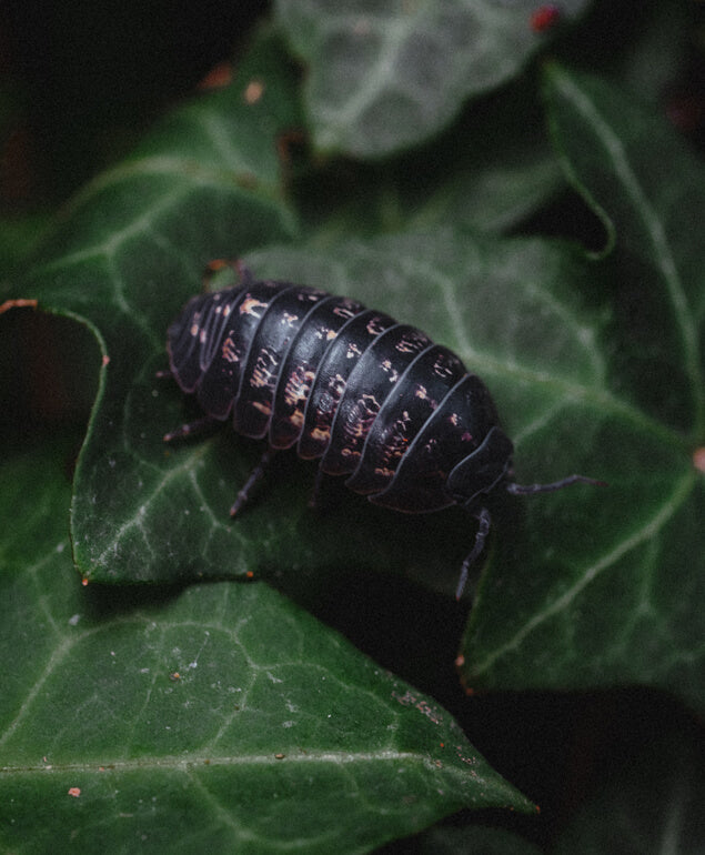 Macro Photography Lighting