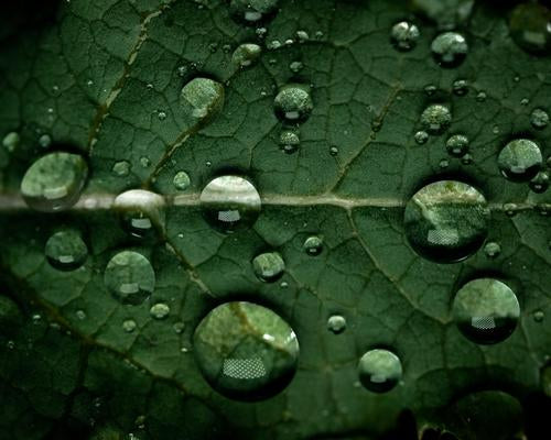 green leaf